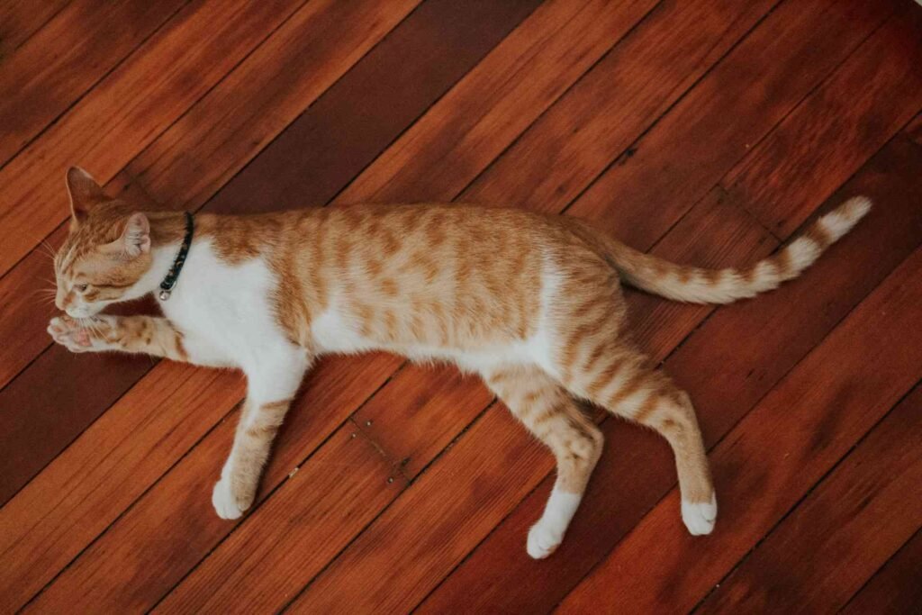 An orange and white cat liking its paws while lying on a brown wooden floor.