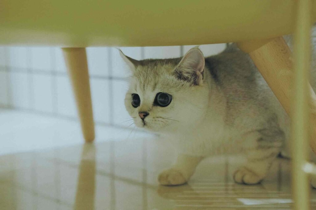 A stressed kitten hiding under white furniture.