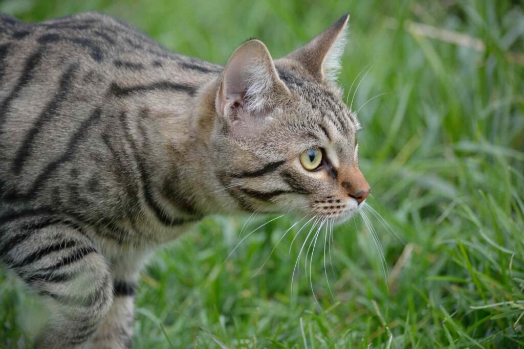 A tabby cat hunting in grass during daytime.