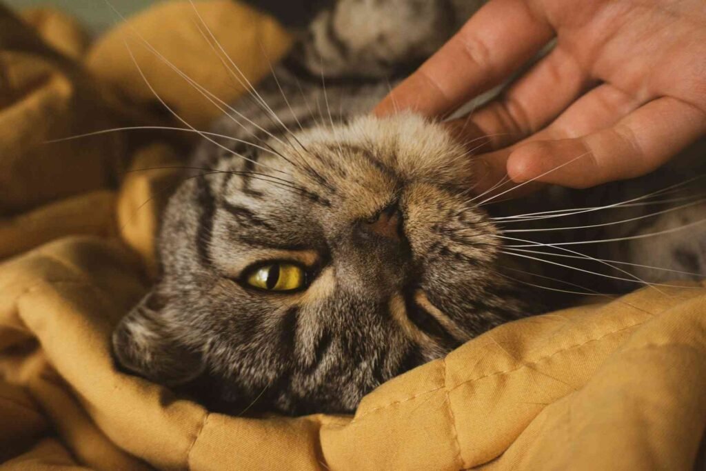 A tabby cat getting chin scratches enjoying it a lot.