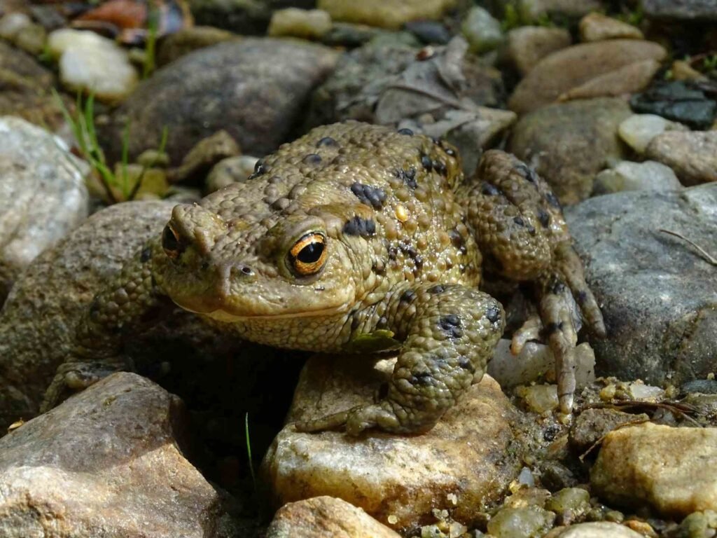 A toad sitting on top of some rocks.