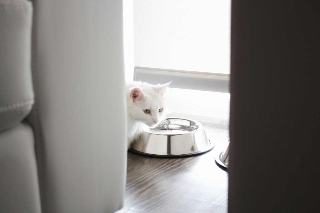 A white cat drinking water from a stainless steel bowl.