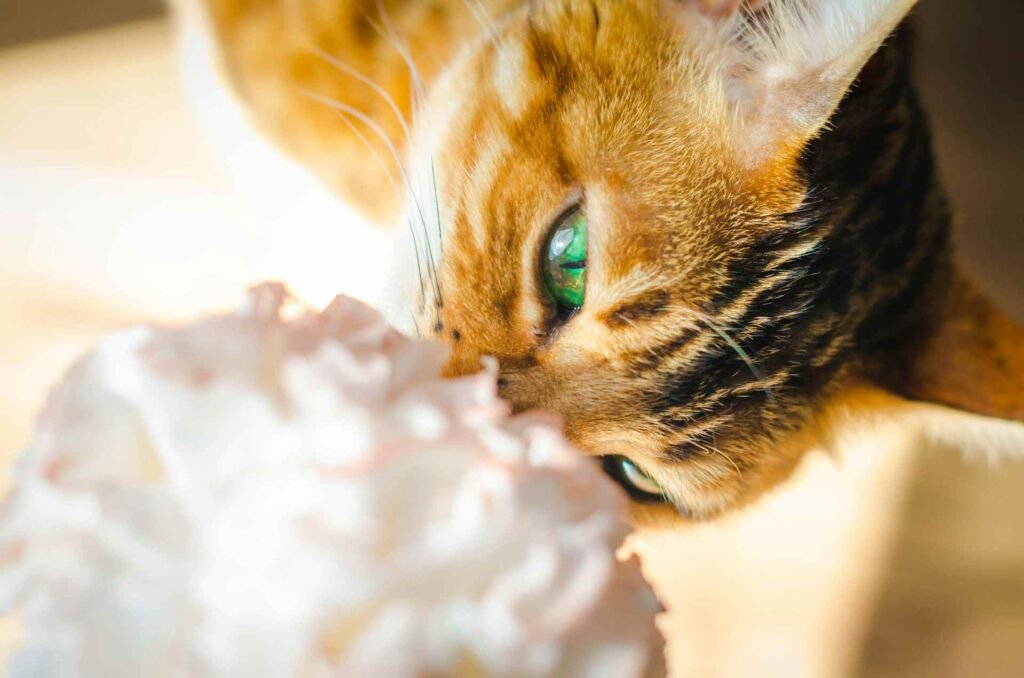 A cat licking and sniffing white whipped cream.