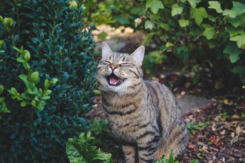 A cat looking like its laughing sitting down in a garden.