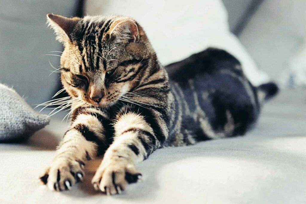A tabby cat lying on white a couch with its claws out trying to scratch it.