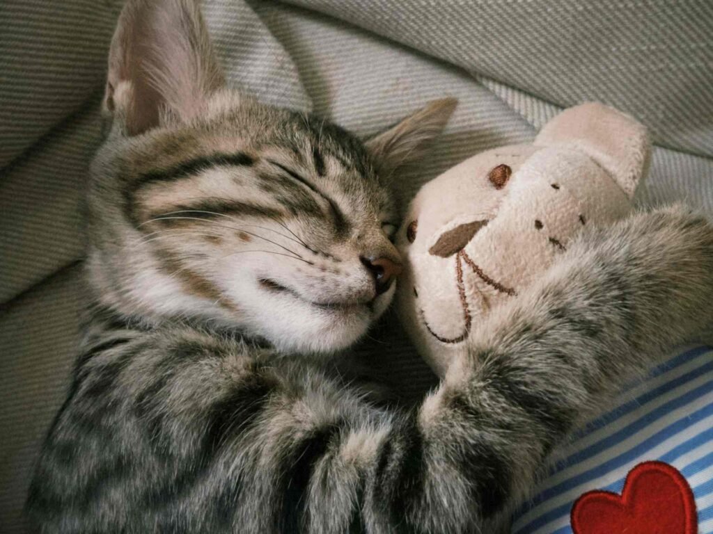 A tabby kitten sleeping while hugging a plush toy.