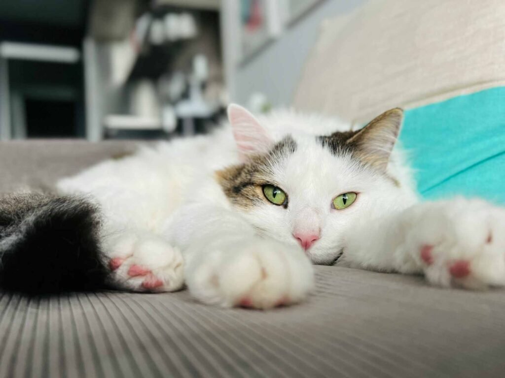 A white cat lying on a couch with its paws stretched out to the front.