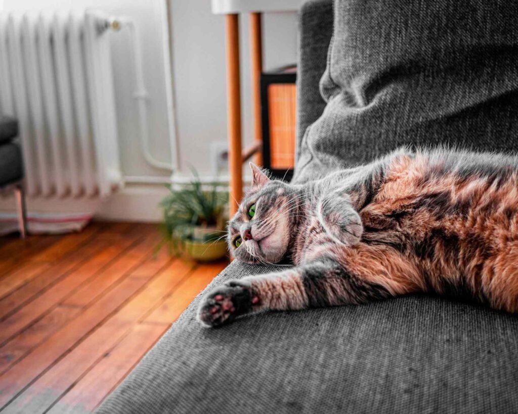 A cat lying on the side of a couch with its belly up and looking forward.