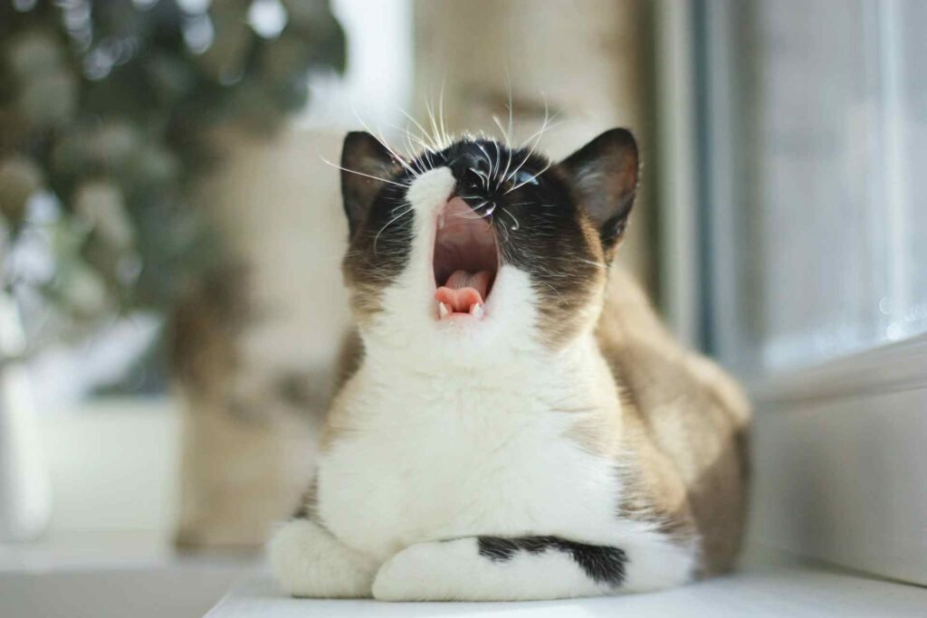 A cat sitting next to a window with its mouth open.