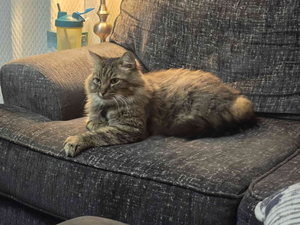 A long hair cat sitting on a big dark couch next to a light.