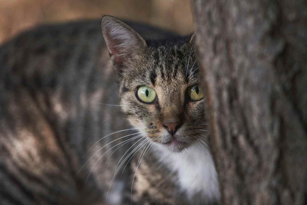 A cat staring at someone from behind a tree.
