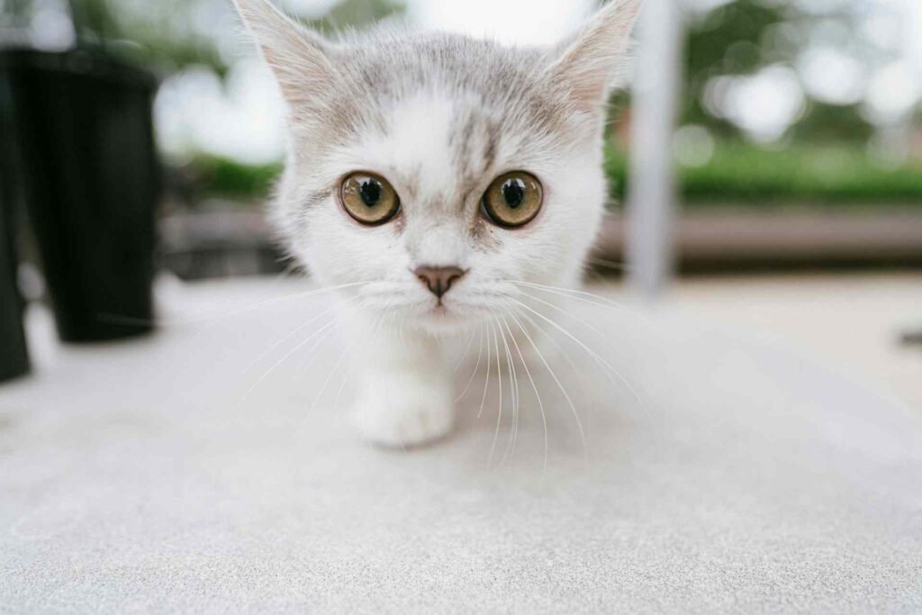 A curious white kitten looking into the camera.