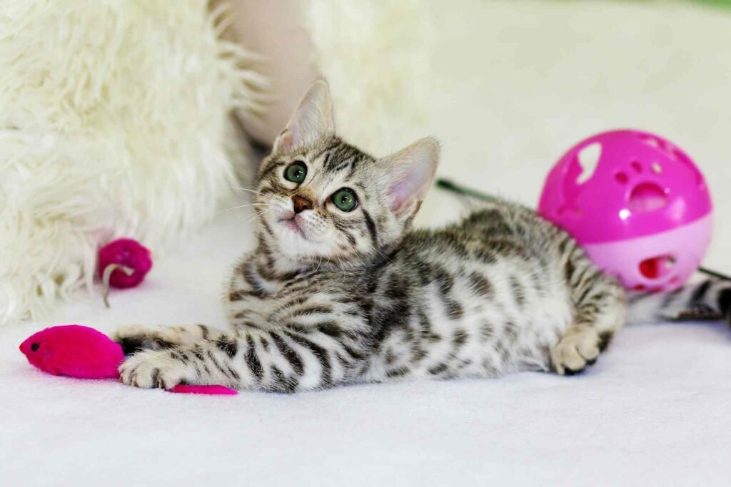 A grey kitten playing with pink cat toys.