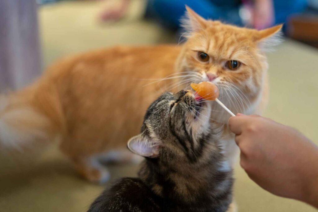 A kitten licking on an orange treat with an orange adult cat in the background.