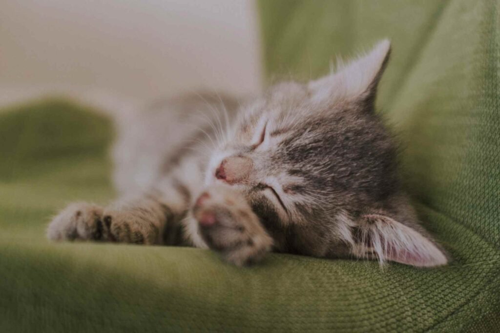 A kitten sleeping on a green couch with its paws to the front.