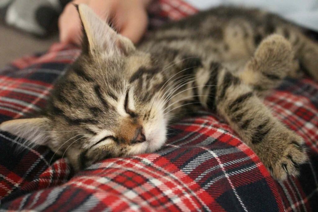 A kitten sleeping on a plaid lap with someones hand next to it.