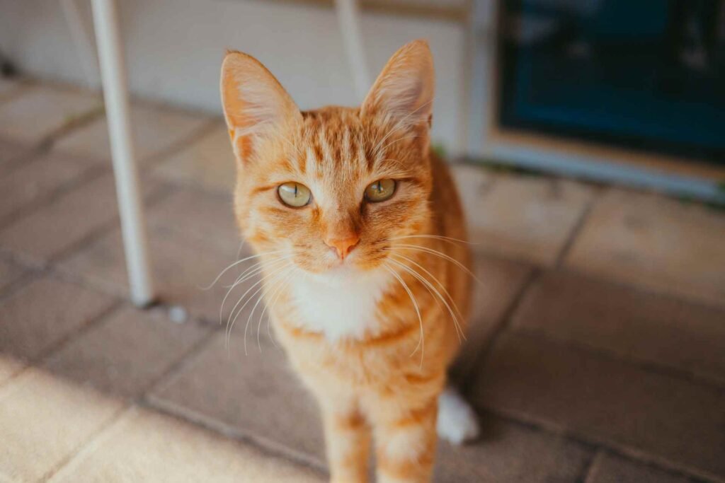 An orange cat staring at someone outside of a house.