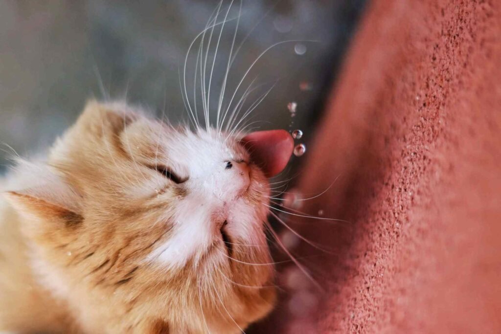 An orange kitten catching a water drop next to a red textile.