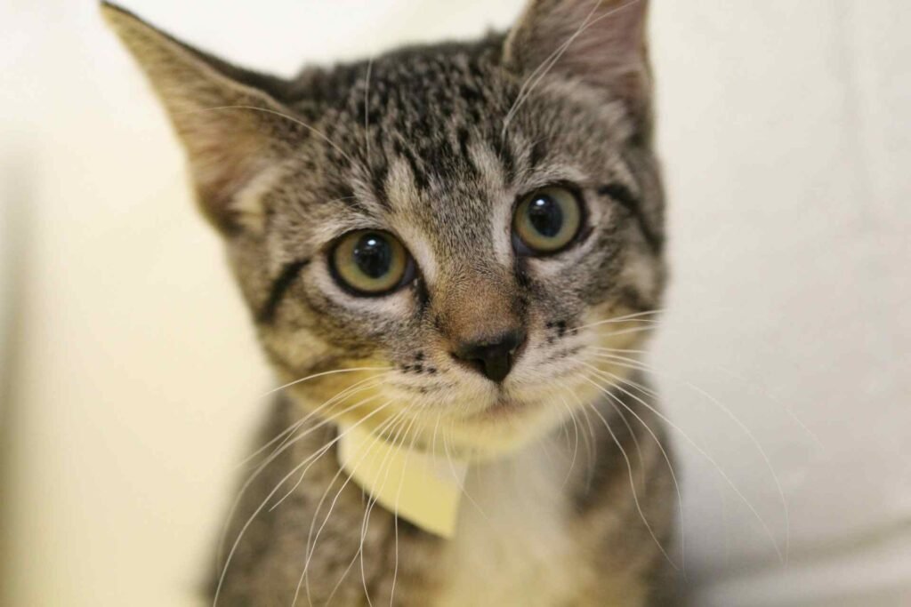 A tabby kitten close up.
