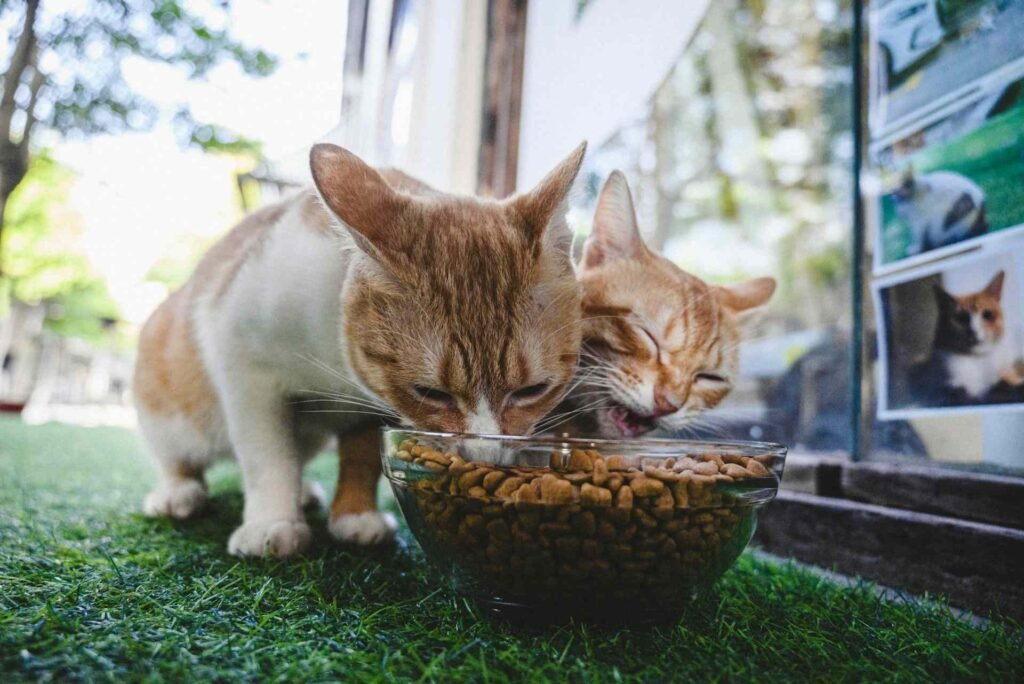 Two cats eating dry food out of a glass bowl outside.