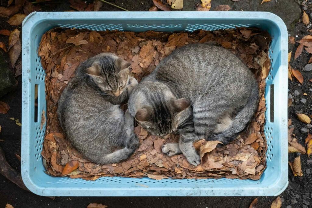 Two kittens curled up in a blue basket with leaves in it.