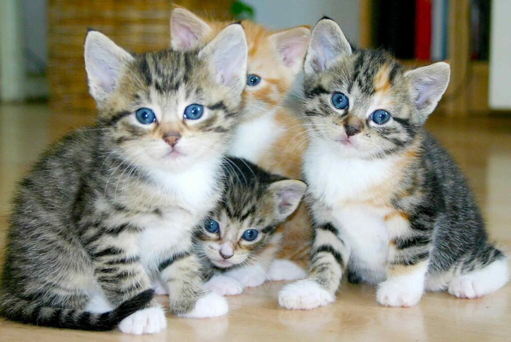 4 kittens sitting next to each other.