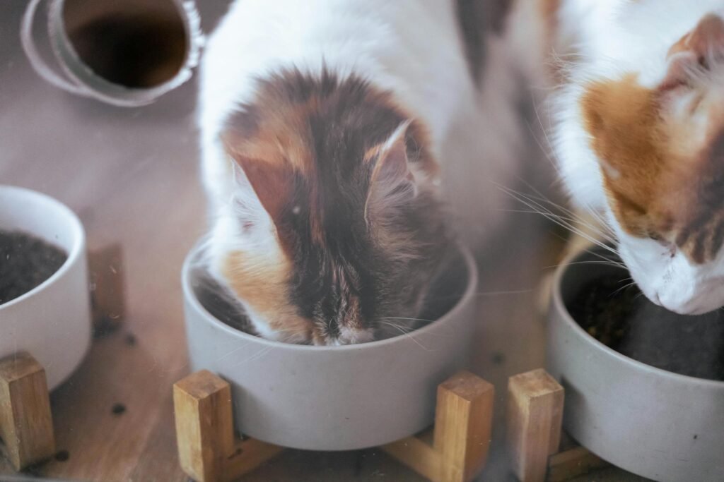 2 cats eating from a slightly elevated deep bowl.