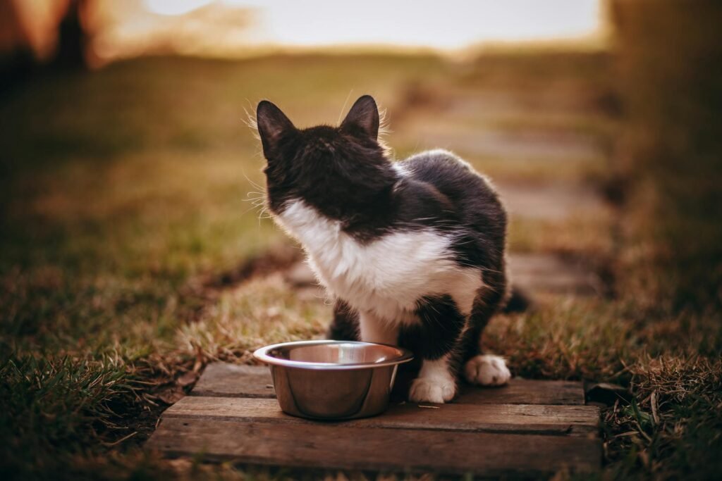 A black and white cat in front of a stainless steel cat bowl outside turning around looking at the horizon.