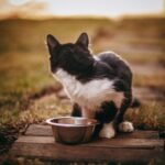 A black and white cat in front of a stainless steel cat bowl outside turning around looking at the horizon.