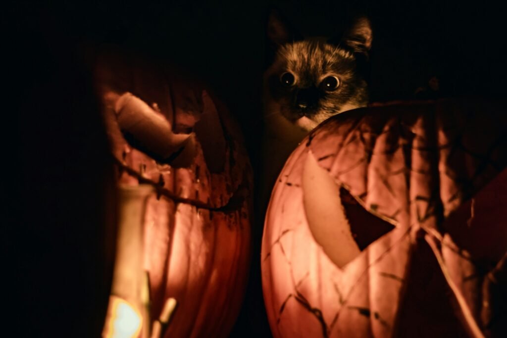 A cat behind two carved Halloween pumpkins with a light in front looking spooky.