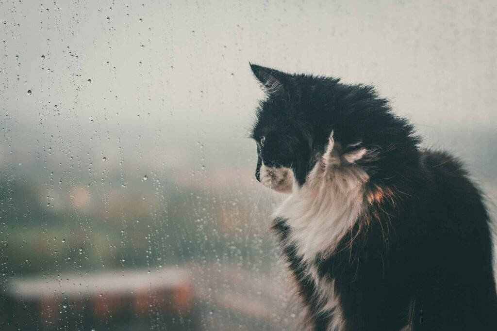 A black and white cat sitting in front of a rainy and blurry window.
