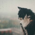 A black and white cat sitting in front of a rainy and blurry window.