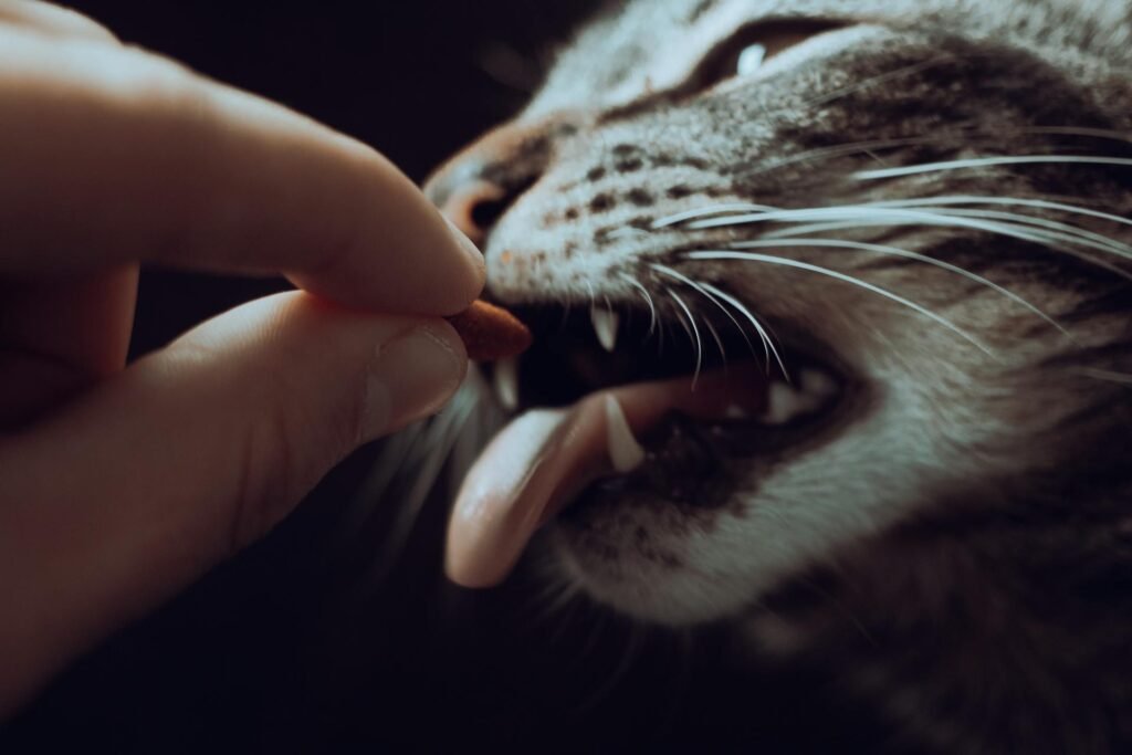 A close up of a person feeding a cat treats with its tongue out.