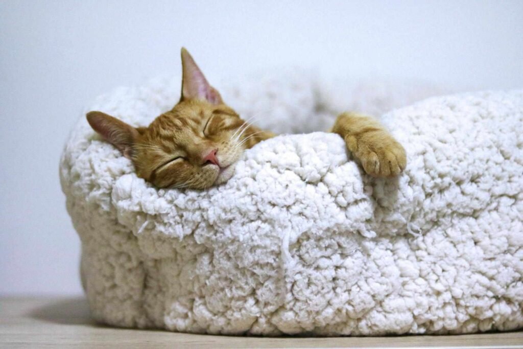 An orange cat sleeping in a fluffy cat bed with its head and paw sticking out.