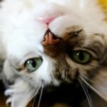 A brown and white cat looking upside down into the camera with long white whiskers.