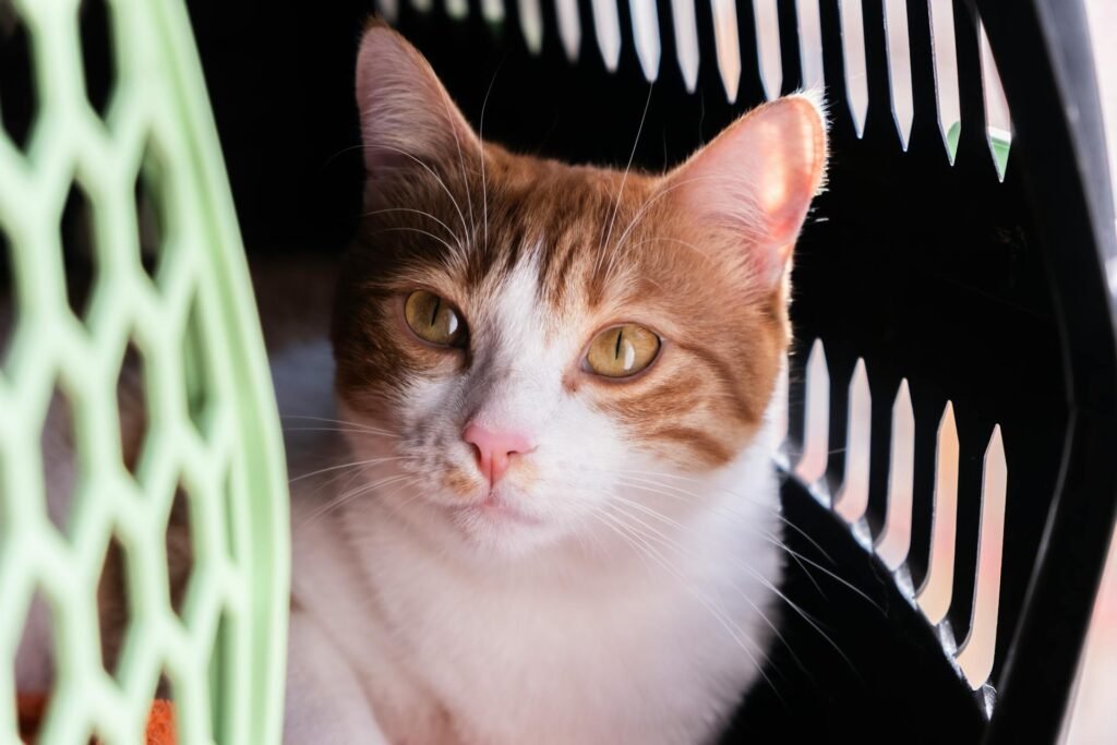 A white and orange cat sitting in a green and black carrier getting opened.