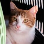 A white and orange cat sitting in a green and black carrier getting opened.