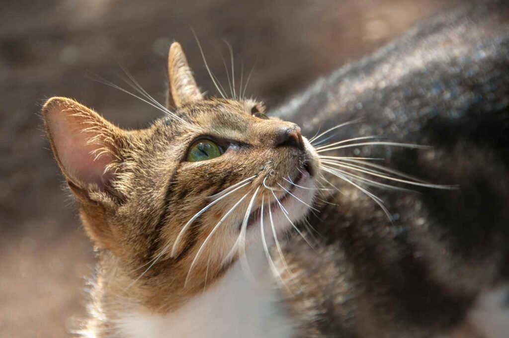 What Is Whisker Fatigue in Cats? Signs and Solutions