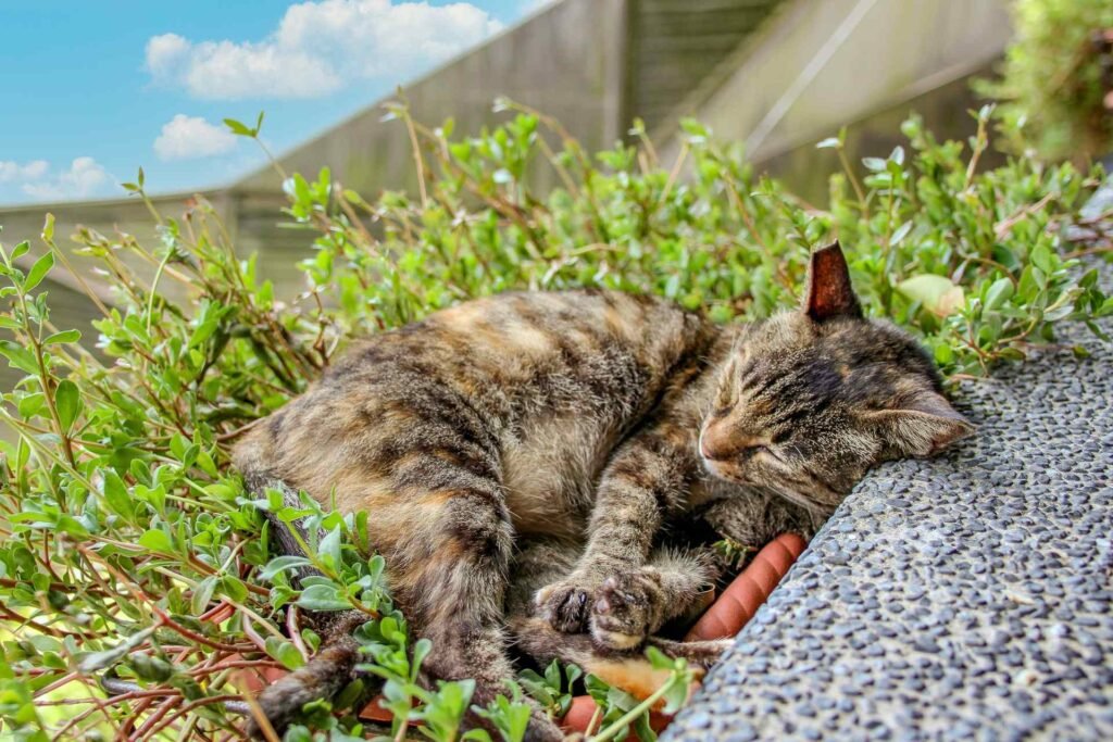 A young brown tabby cat sleeping in a bush outdoors next to a building.