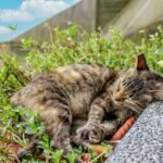 A young brown tabby cat sleeping in a bush outdoors next to a building.