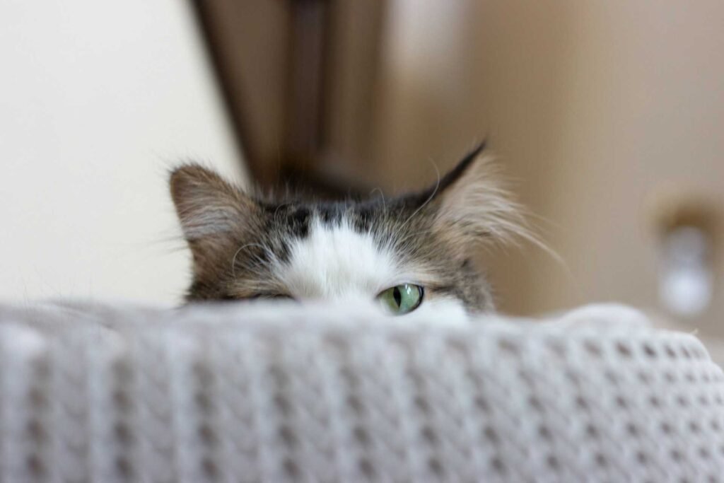 A brown and white cat peeking up behind a grey couch.