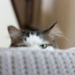 A brown and white cat peeking up behind a grey couch.