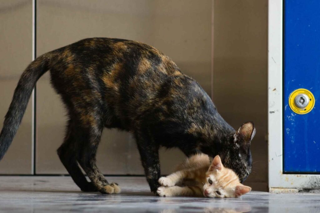 A tortoiseshell cat biting an orange kittens neck while its lying on the floor.