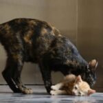 A tortoiseshell cat biting an orange kittens neck while its lying on the ground.