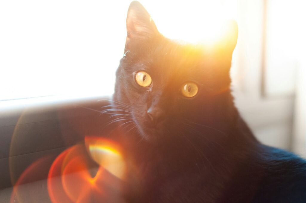 A black cat with orange eyes sitting and looking into the camera with a glare of sun behind it.