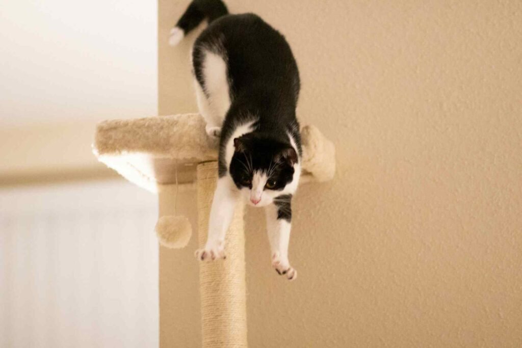 A black and white cat jumping down from a white scratching post.