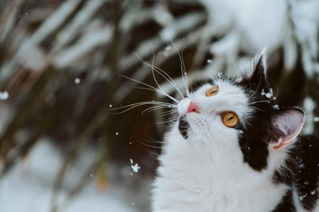 A black and white cat looking up in the sky at snowflakes falling down.