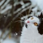 A black and white cat looking up in the sky at snowflakes falling down.