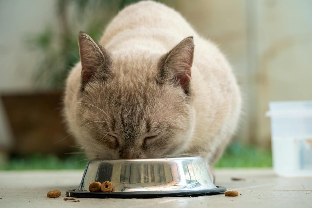 A cat eating with its whiskers touching the bowl.