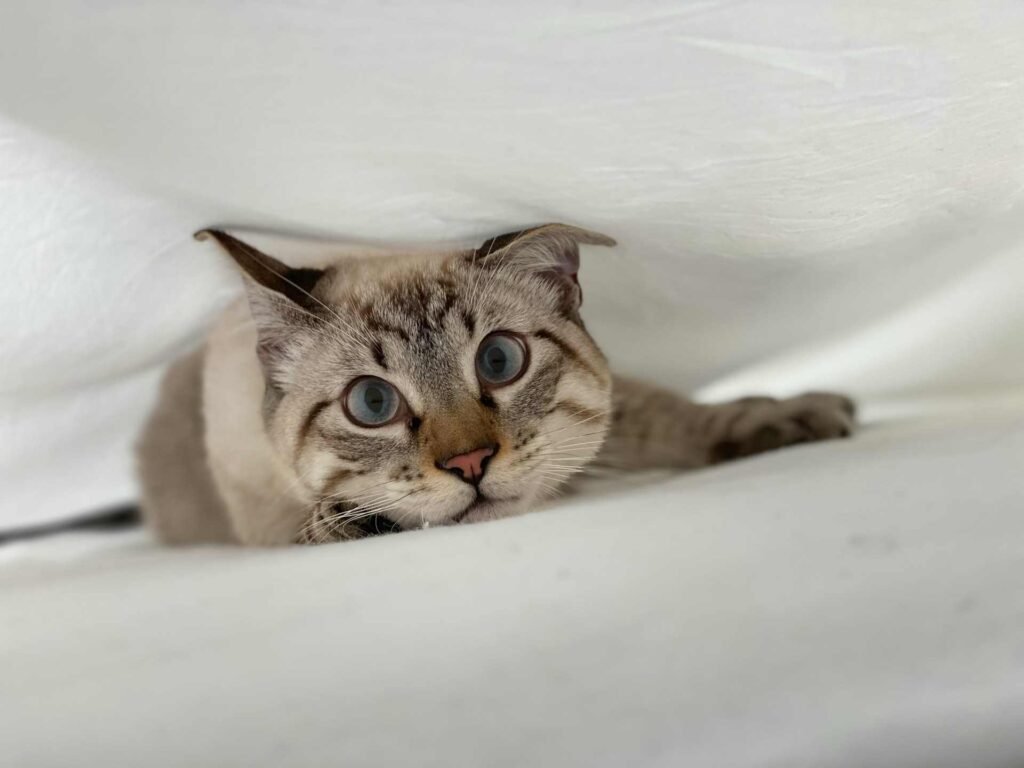 A cat hiding under white bed blankets.